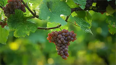 Gewürztraminer