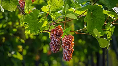Grauburgunder (Pinot Gris)