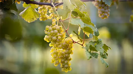 Müller-Thurgau