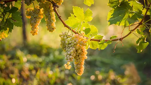 Muscat Ottonel