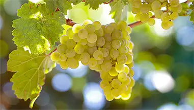 Riesling