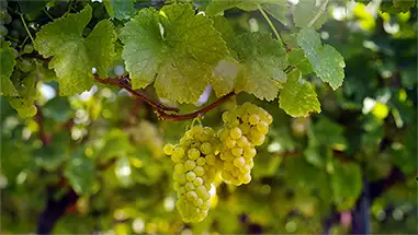 Sylvaner