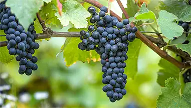 Syrah (Shiraz)