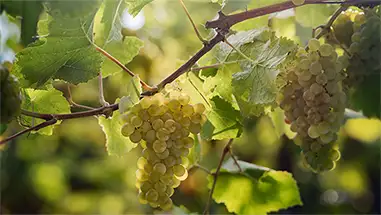 Weißburgunder (Pinot Blanc)