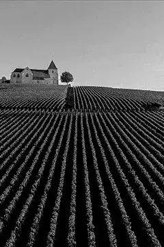 Weine aus Frankreich